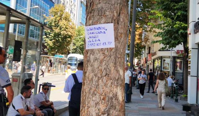 Eskişehir'de o ilanlar ağaçların üstünde: Vatandaş tepkili
