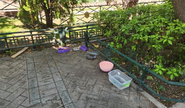 Eskişehir'de duyarlı vatandaşlardan sokak hayvanlarına destek!