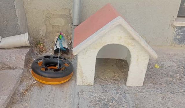 Eskişehir'de sokak hayvanlarına yönelik duyarlı hareket!
