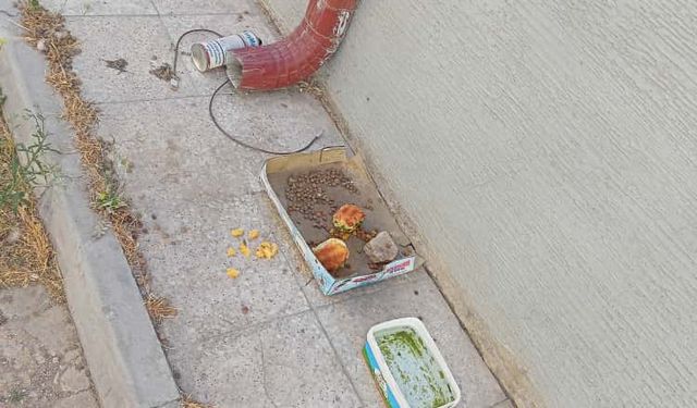 Eskişehir'de sokak hayvanlarına iyilik değil kötülük yapıldı!