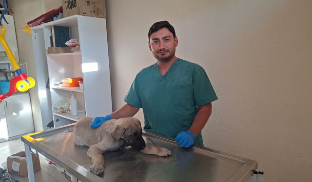 Kütahya'da yaralı köpeğine belediye sahip çıktı