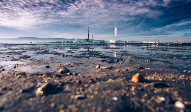 Plastik ve ağır metaller deniz canlılarını tehdit ediyor!