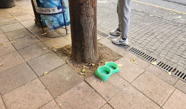 Eskişehir’de sokak hayvanlarına su desteği