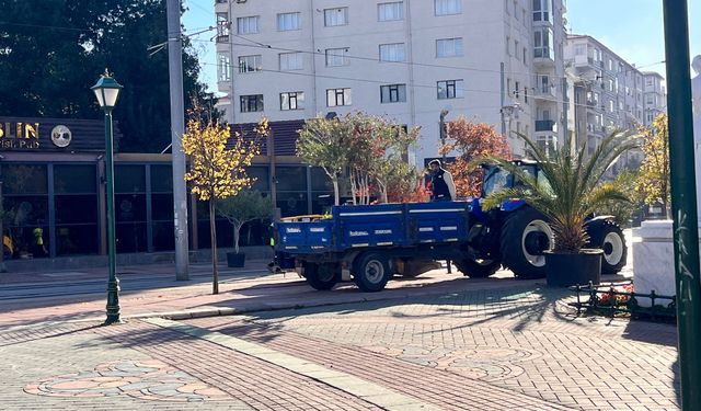 Eskişehir'de ağaçlar soğuktan korunuyor!