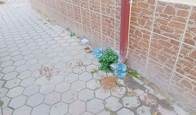 Eskişehir'de sokak hayvanlarına duyarlı davranış