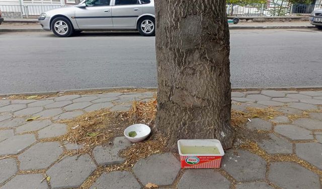 Eskişehir'de sokak kedileri için su ve mama kapları