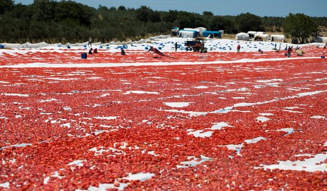 Türk Kuru Domatesi 98 Ülkenin Sofrasında