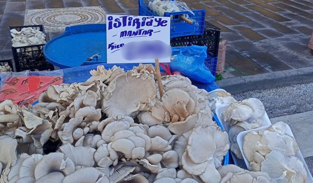 Eskişehir’de istiridye mantarı lüks hale geldi!