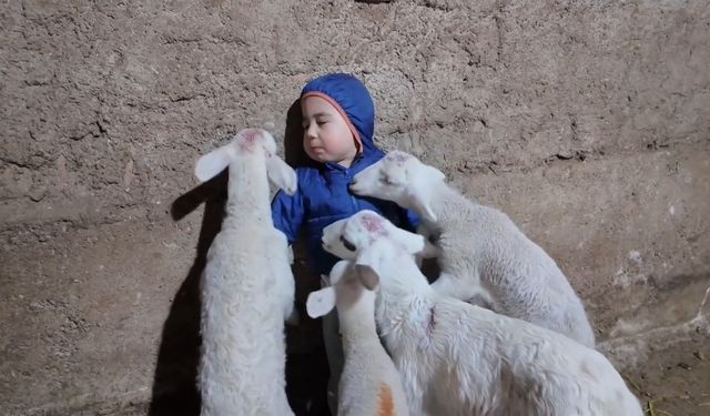 Eskişehir'de minik çocuğun kuzularla imtihanı gülümsetti!