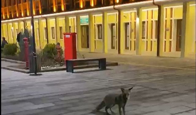 Eskişehir Tren Garında tilki şaşkınlığı!