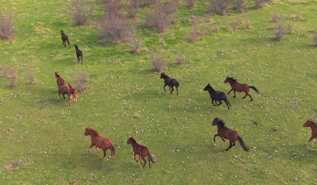 Yılkı atlarının doğadaki dansı Eskişehir'de görüntülendi
