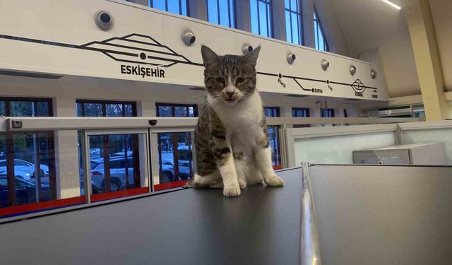 Eskişehir Tren İstasyonu'nun müdavim yolcuların gözdesi