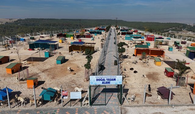 Eskişehir’de can dostların modern yuvasında sona doğru!