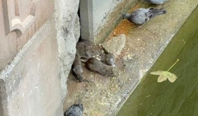 Porsuk Çayı'nı fareler bastı: Birlikte beslendiler!