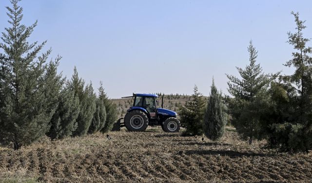 Türkiye’nin yeşil seferberliği meyvesini verdi