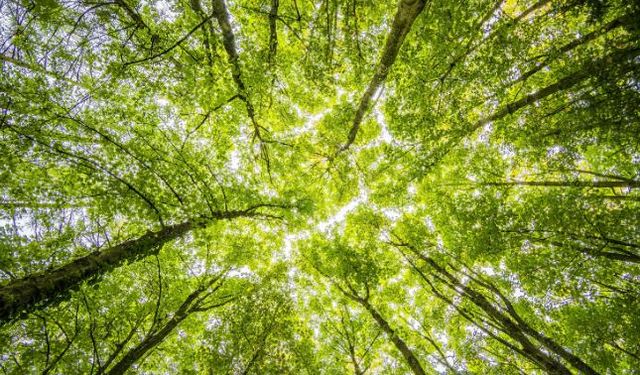 11 Kasım’da tüm Türkiye fidan dikmeye hazırlanıyor!