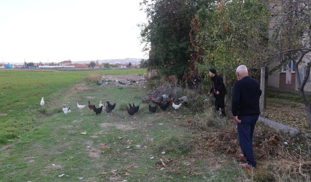 Eskişehir'de telef olan tavukları için çobanlık yapıyorlar!