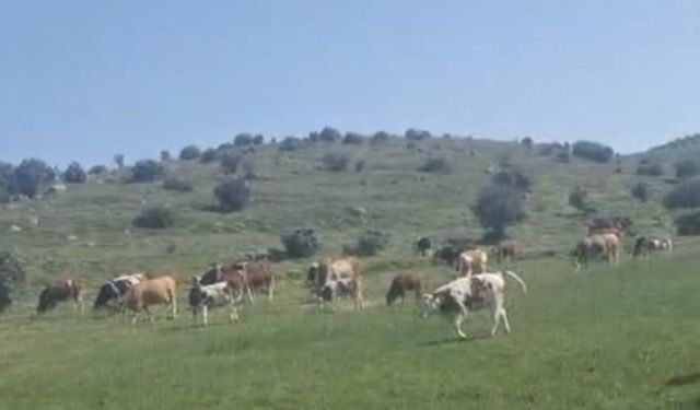 Yaylada korku dolu anlar: Bir anda karşısına çıktı