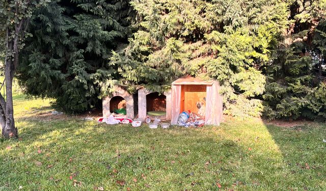 Eskişehir'de vatandaşlar sokak hayvanlarına sahip çıkıyor!