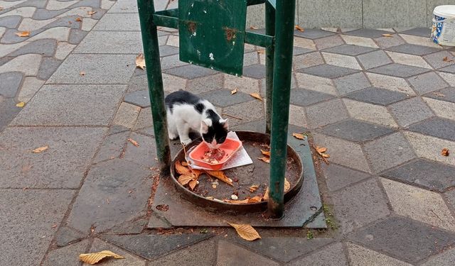 Eskişehir'de soğuk havada minik kediye esnaftan destek