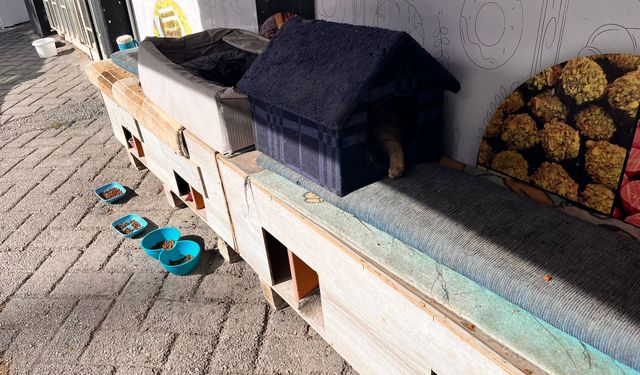 Eskişehir'de esnaftan sokak hayvanına yuva