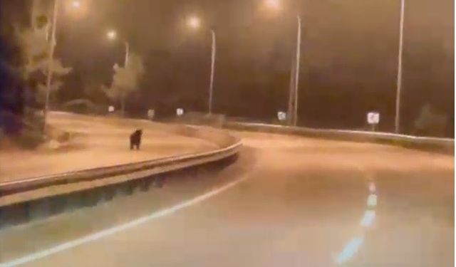 Bilecik'te ana yolda ayı şaşkınlığı!