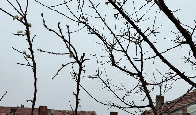 Eskişehir'de Aralık sonunda ağaçlar çiçek açtı!