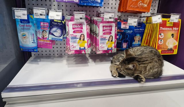 Eskişehir'de soğuğundan kaçıp mağazaya sığındı!