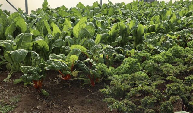 Eskişehir’de organik ürünlerden kalıntı çıkmadı