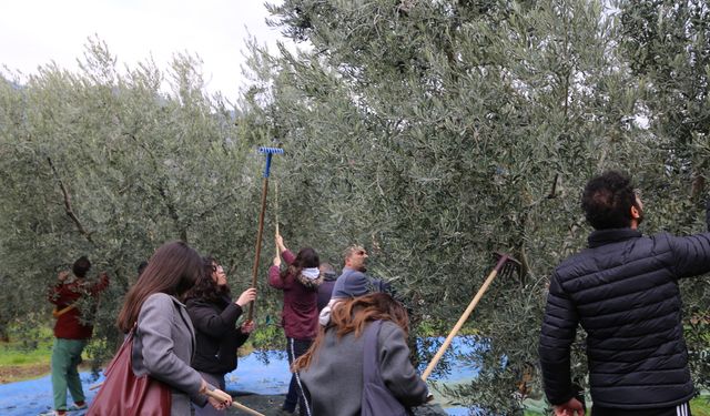 Sarıcakaya'da zeytin hasadı heyecanı!