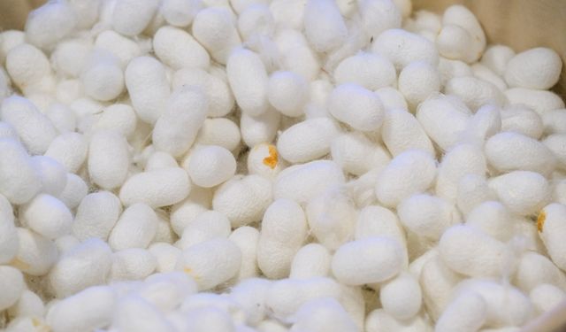 Eskişehir'de ipeğin yolculuğu yeniden canlanıyor