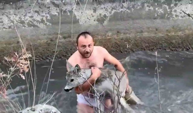 Kütahya'da akıntıya kapılan karaca son anda kurtarıldı!