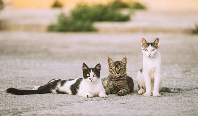 Eskişehir Büyükşehir Belediyesi'nden sokak hayvanlarına destek çağrısı!