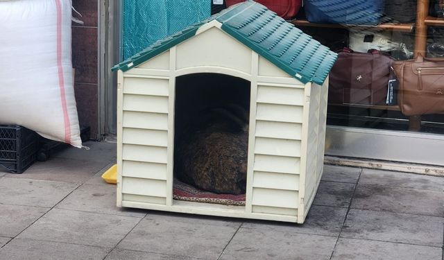 Eskişehir'de soğuklar başladı: Sokak hayvanları kulübelere sığınıyor!