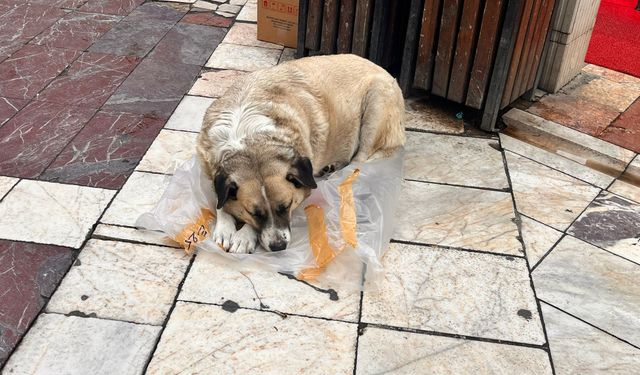 Eskişehir’de o görüntü vatandaşları harekete geçirdi!