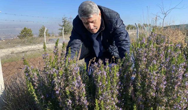 10 yıllık çalışmayla artık Eskişehir'de üretilebiliyor