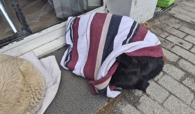 Eskişehir'de duyarlı vatandaşın hareketi yürekleri ısıttı!