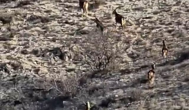 Eskişehir'de kış ortasında doğadan sürpriz!