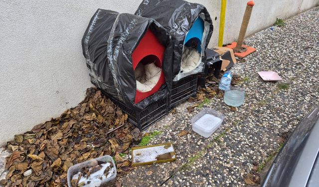 Eskişehir'de hava buz kesti, can dostlar unutulmadı!