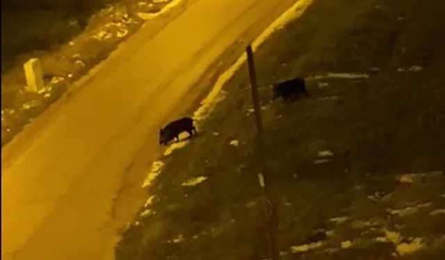 Bilecik’te soğuk bastırdı, yaban domuzları şehre indi!