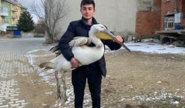 Sokakta ilginç karşılaşma: Yaralı pelikan buldu!