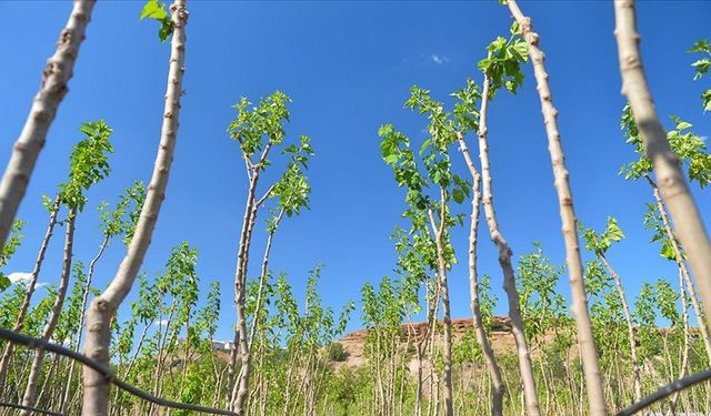 Eskişehir’de 1 milyonun üzerinde fidan toprakla buluştu