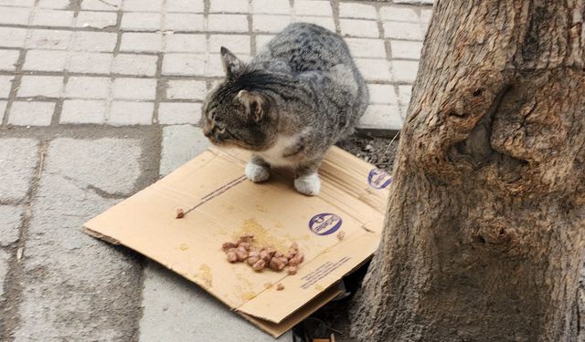 Eskişehir'de duyarlı davranış sokak hayvanlarına hayat oluyor!