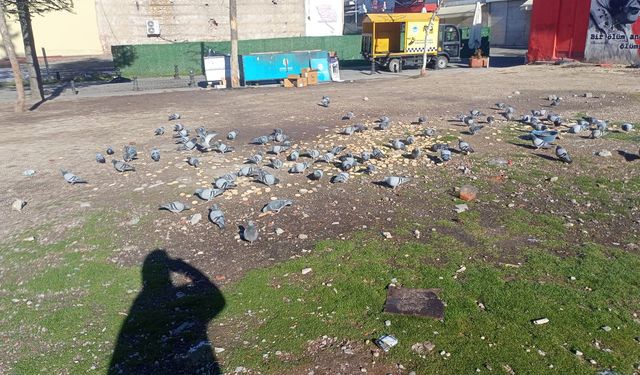 Eskişehir'de güneşi ve yemi görünce toplandılar!