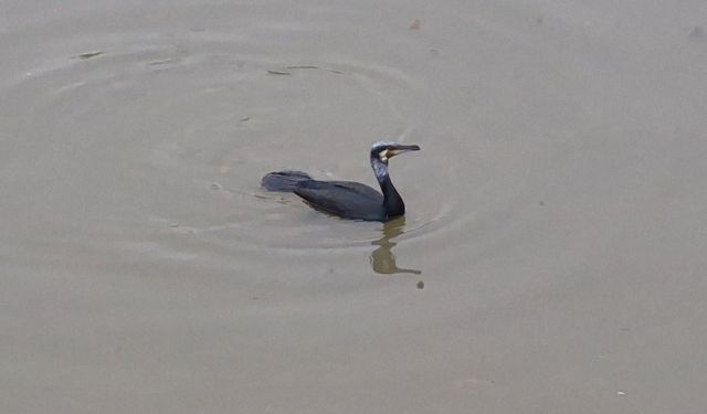 Porsuk Çayı'nda böyle avlandı!