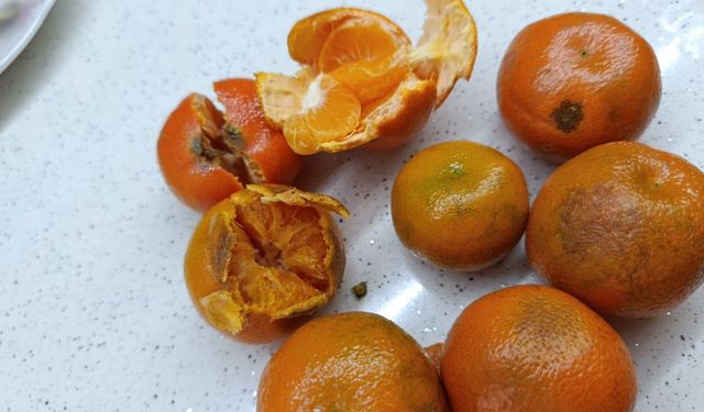 Eskişehir'de pazar poşetini açınca şok oldu!