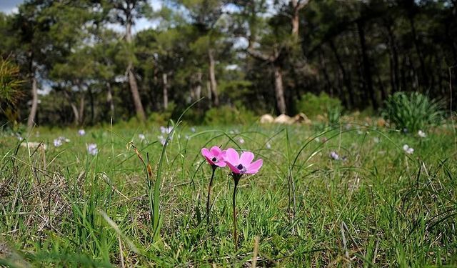 Bahar kapıda: Cemre bu kez suya düşecek!