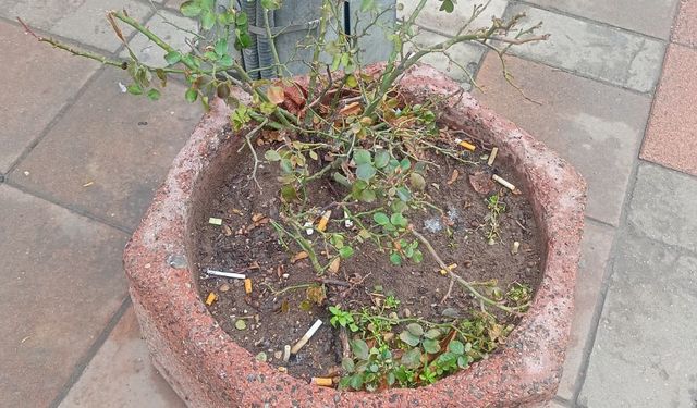 Eskişehir’de utandıran görüntü: Çöp kovasına döndü!