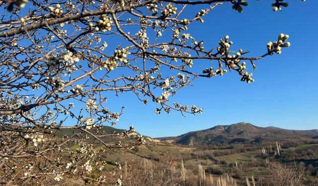 Eskişehir komşusuna bahar geldi, dallar çiçek açtı!