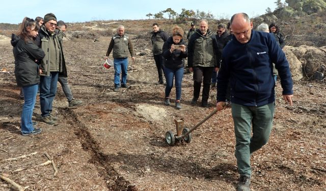Seyitgazi'deki yangın alanları yeşillendirilecek!